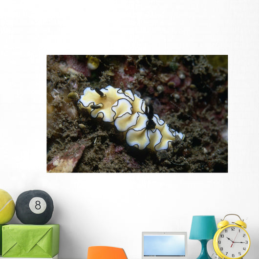 Glossodoris Atromarginata Nudibranch Indonesia Wall Decal