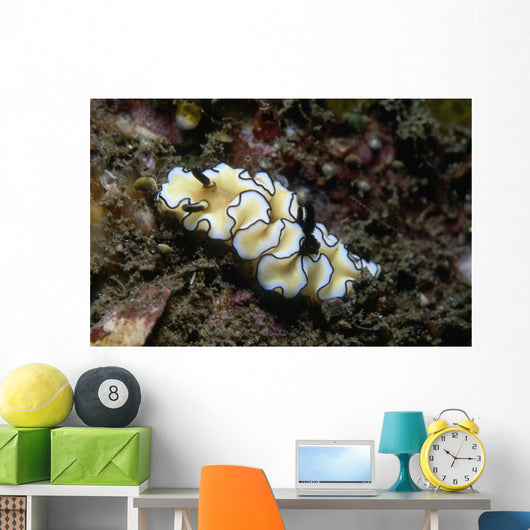 Glossodoris Atromarginata Nudibranch Indonesia Wall Decal