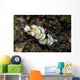 Glossodoris Atromarginata Nudibranch Indonesia Wall Decal