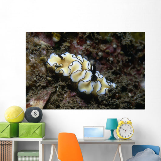 Glossodoris Atromarginata Nudibranch Indonesia Wall Decal