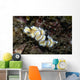 Glossodoris Atromarginata Nudibranch Indonesia Wall Decal