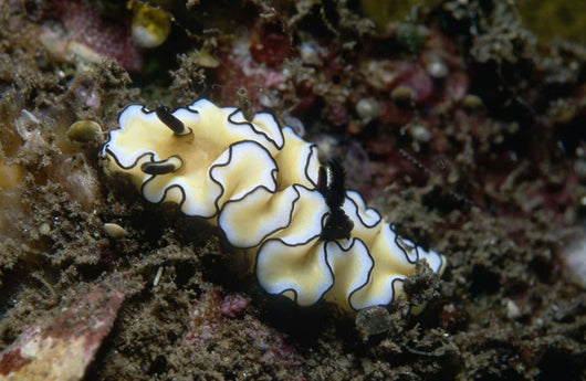 Glossodoris Atromarginata Nudibranch Indonesia Wall Decal