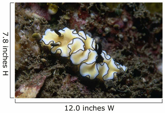 Glossodoris Atromarginata Nudibranch Indonesia Wall Decal