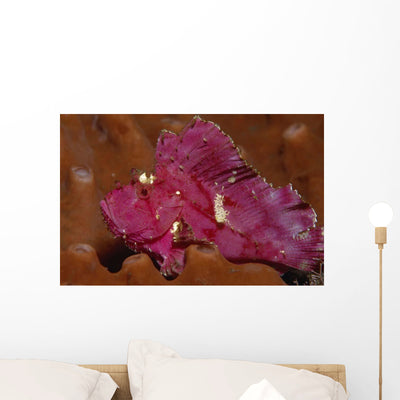 Leaf Scorpionfish Taenianotus Triacanthus Wall Decal Design 2 shown on a wall