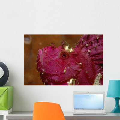 Leaf Scorpionfish Taenianotus Triacanthus Wall Decal Design 1 shown on a wall