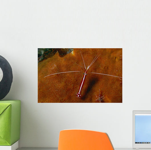 Cleaning Shrimps Lysmata Amboinensis Wall Decal