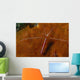 Cleaning Shrimps Lysmata Amboinensis Wall Decal