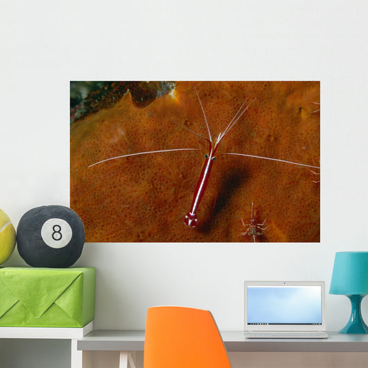 Cleaning Shrimps Lysmata Amboinensis Wall Decal