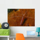 Cleaning Shrimps Lysmata Amboinensis Wall Decal