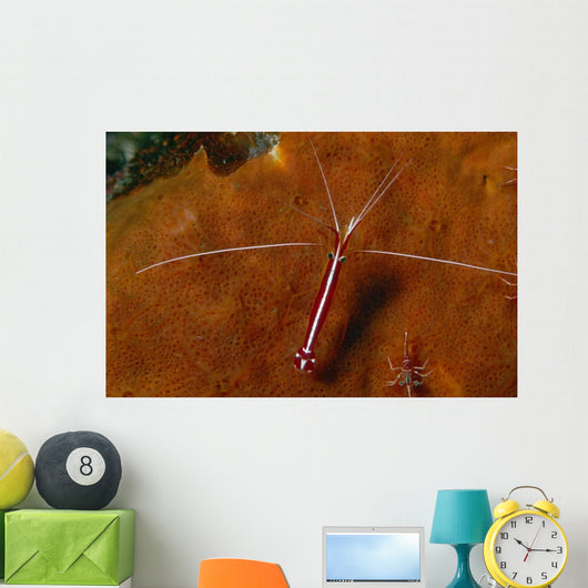 Cleaning Shrimps Lysmata Amboinensis Wall Decal