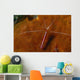 Cleaning Shrimps Lysmata Amboinensis Wall Decal