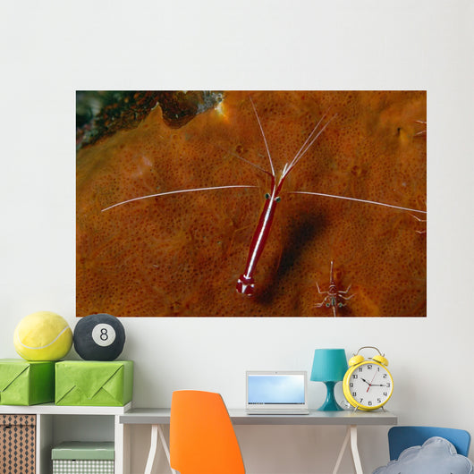 Cleaning Shrimps Lysmata Amboinensis Wall Decal