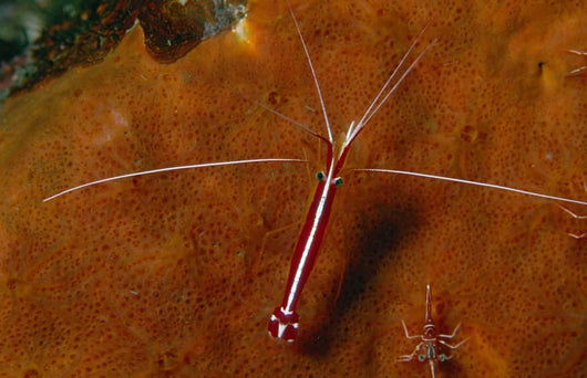 Cleaning Shrimps Lysmata Amboinensis Wall Decal
