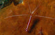 Cleaning Shrimps Lysmata Amboinensis Wall Decal