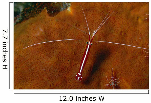 Cleaning Shrimps Lysmata Amboinensis Wall Decal