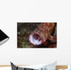 Tomato Grouper Cephalopholis Sonnerati Wall Decal Design 2