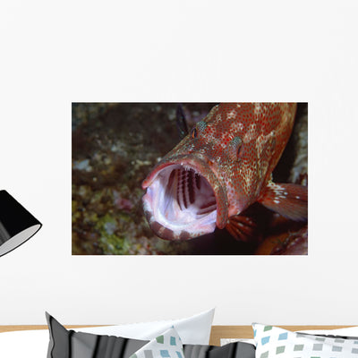Tomato Grouper Cephalopholis Sonnerati Wall Decal Design 2 shown on a wall