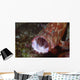 Tomato Grouper Cephalopholis Sonnerati Wall Decal Design 2