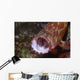 Tomato Grouper Cephalopholis Sonnerati Wall Decal Design 2