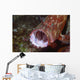 Tomato Grouper Cephalopholis Sonnerati Wall Decal Design 2