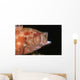 Tomato Grouper Cephalopholis Sonnerati Wall Decal Design 1
