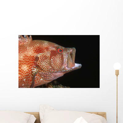 Tomato Grouper Cephalopholis Sonnerati Wall Decal Design 1 shown on a wall