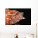 Tomato Grouper Cephalopholis Sonnerati Wall Decal Design 1