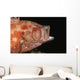 Tomato Grouper Cephalopholis Sonnerati Wall Decal Design 1