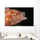 Tomato Grouper Cephalopholis Sonnerati Wall Decal Design 1