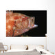 Tomato Grouper Cephalopholis Sonnerati Wall Decal Design 1
