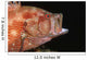 Tomato Grouper Cephalopholis Sonnerati Wall Decal Design 1