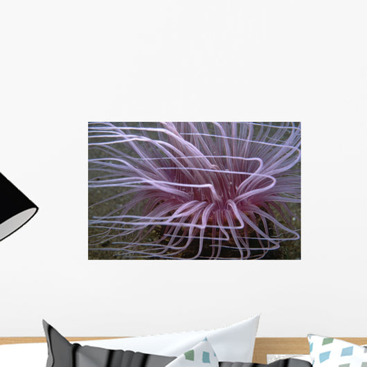 Tube-dwelling Anemone Ceriantharia Wall Decal