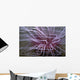 Tube-dwelling Anemone Ceriantharia Wall Decal