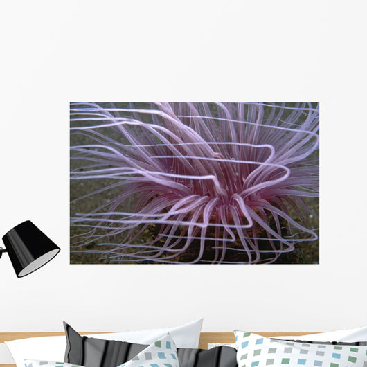 Tube-dwelling Anemone Ceriantharia Wall Decal