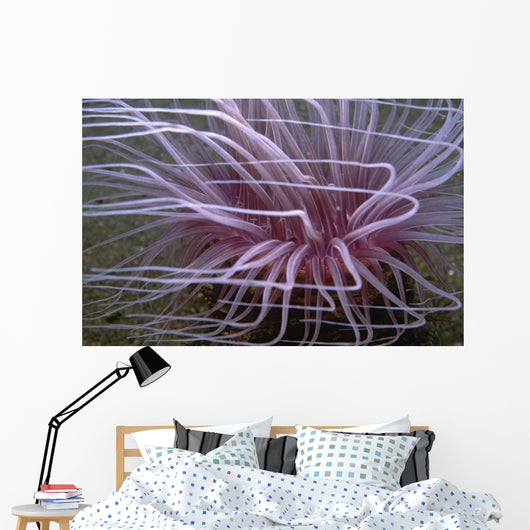 Tube-dwelling Anemone Ceriantharia Wall Decal