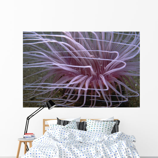 Tube-dwelling Anemone Ceriantharia Wall Decal