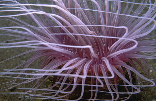 Tube-dwelling Anemone Ceriantharia Wall Decal