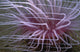 Tube-dwelling Anemone Ceriantharia Wall Decal