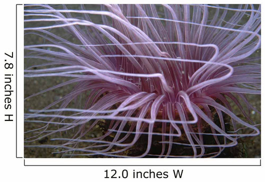 Tube-dwelling Anemone Ceriantharia Wall Decal