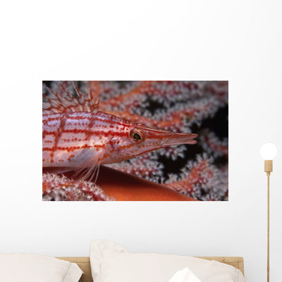 Longnose Hawkfish Oxycirrhites Typus Wall Decal Design 1 shown on a wall