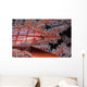 Longnose Hawkfish Oxycirrhites Typus Wall Decal Design 1