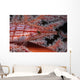Longnose Hawkfish Oxycirrhites Typus Wall Decal Design 1