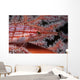 Longnose Hawkfish Oxycirrhites Typus Wall Decal Design 1