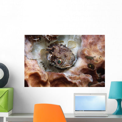 Spotbase Burrfish Cyclichthys Spilostylus Wall Decal shown on a wall