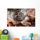 Spotbase Burrfish Cyclichthys Spilostylus Wall Decal