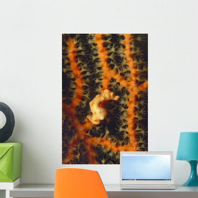 Pygmy Seahorse Hidden against Wall Decal shown on a wall