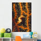 Pygmy Seahorse Hidden against Wall Decal