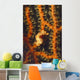 Pygmy Seahorse Hidden against Wall Decal