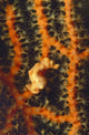 Pygmy Seahorse Hidden against Wall Decal