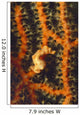 Pygmy Seahorse Hidden against Wall Decal